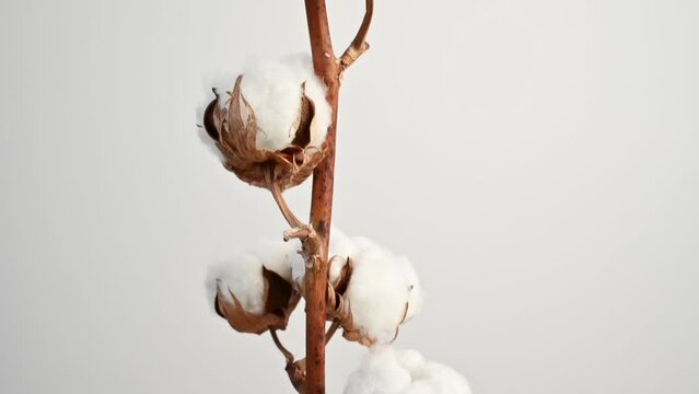 Branch of cotton with beautiful fluffy lush white flowers against white wall. Natural organic cotton, vegetable fiber, delicate flowers, agriculture, raw materials for making fabric. 4K video footage