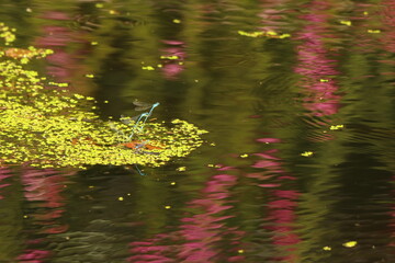 leaves reflected in water
