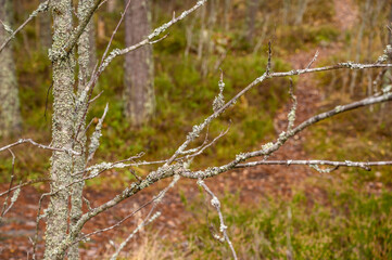 Natural Forest Background With Lichen On Tree Branches