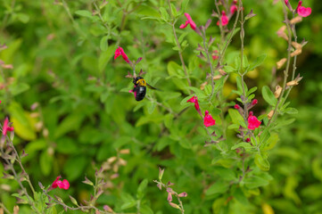 Fototapeta premium 小さな花 small flower
