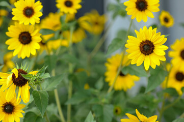 向日葵　ひまわり