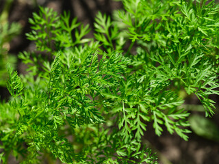 A close-up of green carrot tops in nature