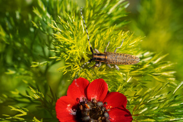 Agapanthia villosoviridescens, also known as the golden-bloomed grey longhorn beetle. Beetle on adonis plant(the summer pheasant's-eye). Place for text. Top view.