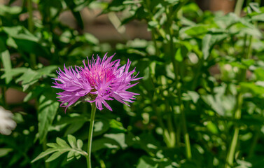 Obraz premium flowers in the garden