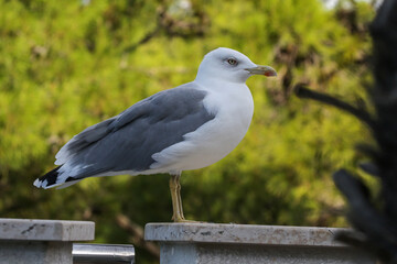 Obraz premium Dreizehenmöve