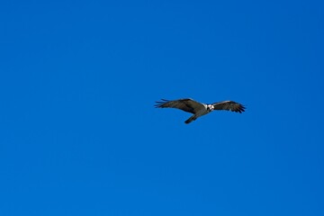 Osprey soaring high in blue sky above a lake