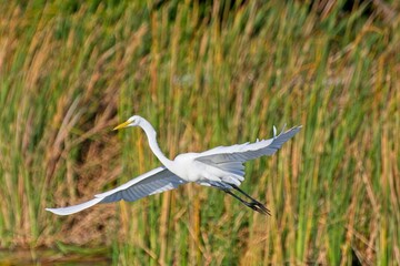 Great egret with outstretched wings takes off out of wetland lake