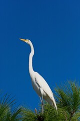 Great egret perched on top of long leaf pine tree with blue sky background