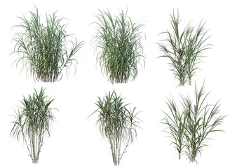 Grass on a white background