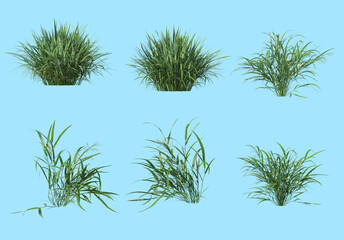 Grass on a blue background.