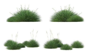 Grass on a white background