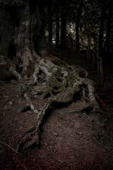 Old rustic tree in a dark woodland 