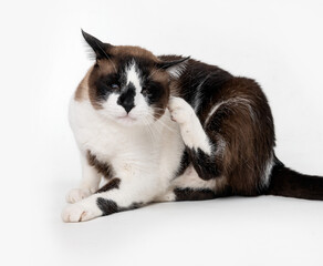 Mixed breed cat scratching itself in the studio by a white background