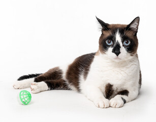 Mixed breed cat posing and looking at camera and a ball toy in the studio by a white background