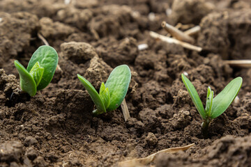 Fresh green soy plants on the field in spring. Rows of young soybean plants