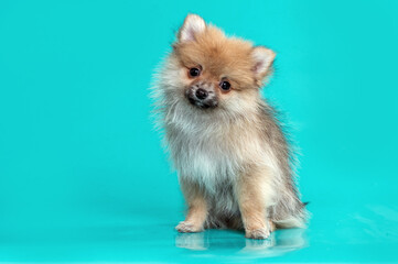 Obraz premium Spitz puppy dog posing and looking at camera in the studio by a blue background