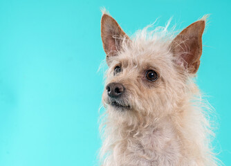 Portrait of beige mixed breed dog with messy fur in the studio by a blue background