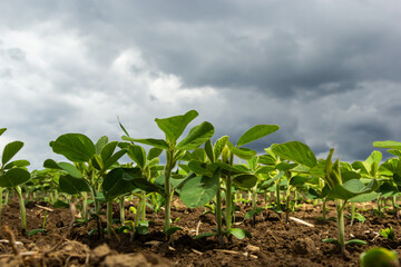 Fresh green soy plants on the field in spring. Rows of young soybean plants