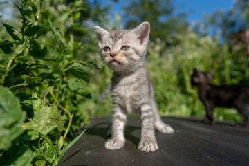 Newborn gray kitten close up. Kitten at one month old of life on nature, outdoors