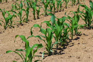 Closeup of green corn sprouts planted in neat rows against a blue sky. Copy space, space for text. Agriculture