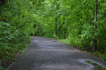 the road in the forest