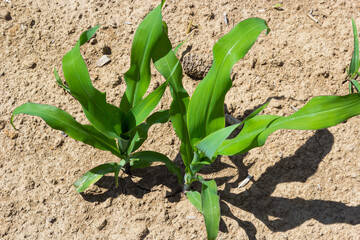Closeup of green corn sprouts planted in neat rows against a blue sky. Copy space, space for text. Agriculture