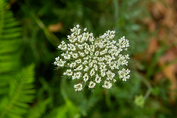 Wild carrot flowers