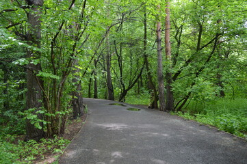 the road in the forest