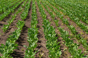 Agricultural scenery of of sweet sugar beet field. Sugar beets are young. Sugar beet field