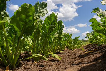 Agricultural scenery of of sweet sugar beet field, with blue sky background. Selective focus.