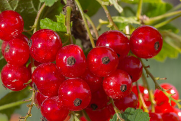 red currant grows on a bush in the garden, berry, harvest, summer, plant