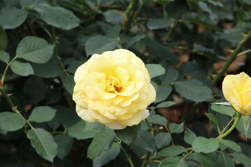 yellow rose in garden