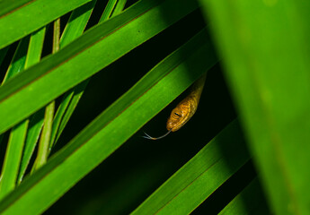 Snake Pokes Head Out From Behind Plant