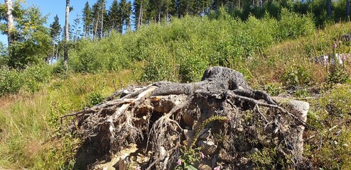 Baumstumpf im Harz