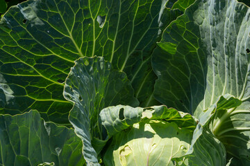 Cabbage grow in the garden. Agriculture. Healthy and healthy food for humans. The cultivation of...