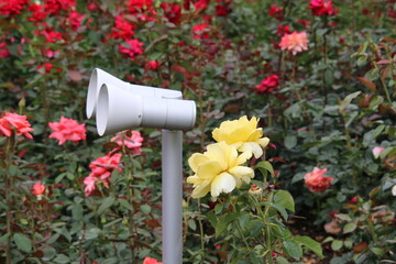 red and yellow flowers in a garden