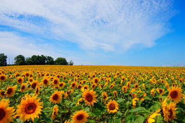 青空と一面の向日葵畑