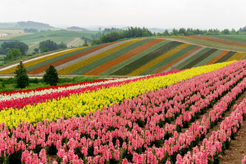 美瑛　四季彩の丘　花