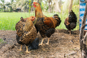 Black yellow laced Wyandotte young chicken in farming garden organic the backyard on a straw covered area.