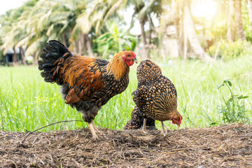 Black yellow laced Wyandotte young chicken in farming garden organic the backyard on a straw covered area and green rice field background.