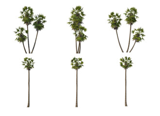 Palm trees on a white background.