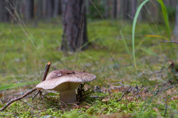 Close-up of edible agaric Russula Acrifolia at green moss in pine forest natural environment, sunny summer evening.