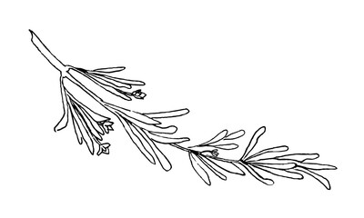 Sketch of Rosemary. Vector hand drawn illustration of kitchen herb in doodle style. Continuous black line