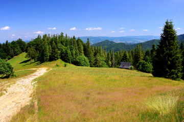 Mountain meadow  in Beskid Sadecki Mountains in summer sunny day (Hala Konieczna), Poland