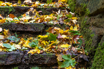 Herbstlaub