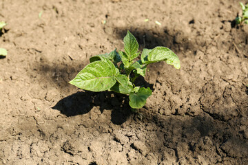 Young green potato sprout growing in soil, closeup