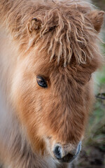 Fototapeta premium Pony de las Shetland