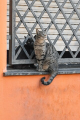 Gato sentado en ventana