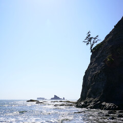 Fototapeta na wymiar Cliff at the Olympic Peninsula's Pacific Coast with lonely tree silhouetted against a clear blue summer sky