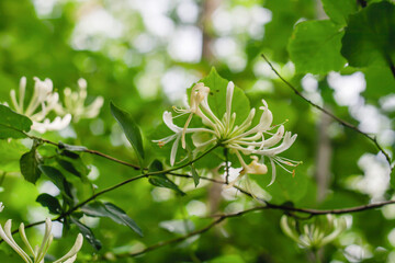 wild honeysucke flowers blooming